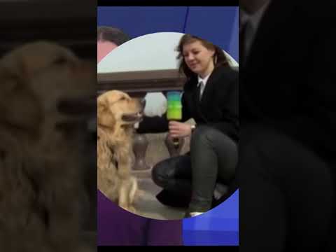 Funny Dog Takes Mic From Reporter, Funny Animals Video #shorts