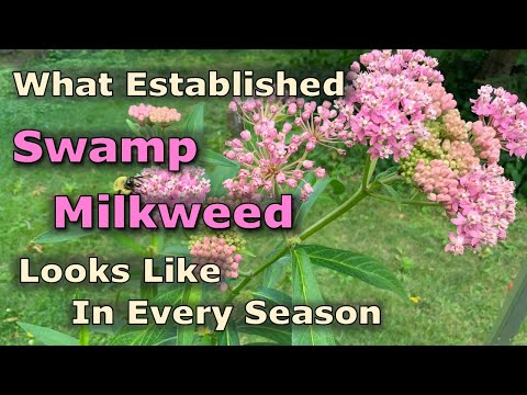 What Asclepias incarnata (Swamp Milkweed) Looks Like In Every Season