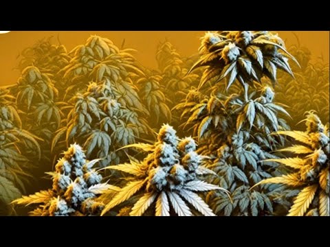 King Keil 50 Joints prod by Greco