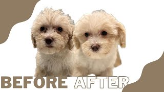 MALTIPOO PUPPY TRANSFORMATION!! | HOW I PREPARE MY PUPPIES TO GO HOME: Dog Breeder Recommended