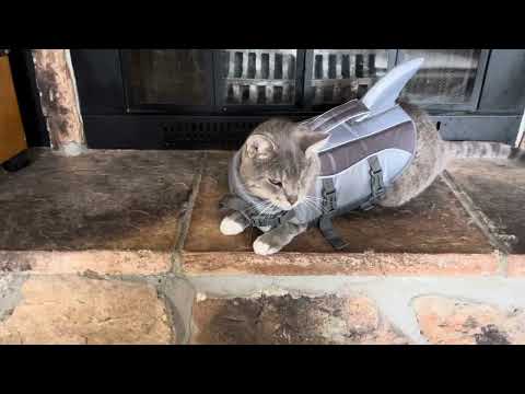 Swiffer’s life jacket training today 🛟😹