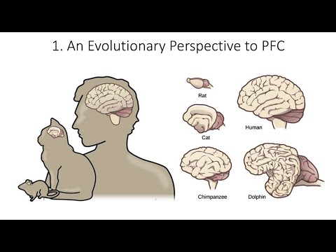 9.1. Evolution Prefrontal Cortex, Fundamentals of Cognitive Neuroscience Course, Session 9, Part 1