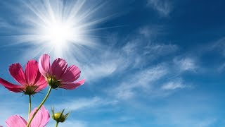 Peaceful Music, Relaxing Music, Instrumental Music "Rose Petal Park" by Tim Janis