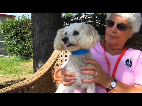 Sonny Terry, an adopted Poodle & Bichon Frise Mix in Houston, TX_image-1