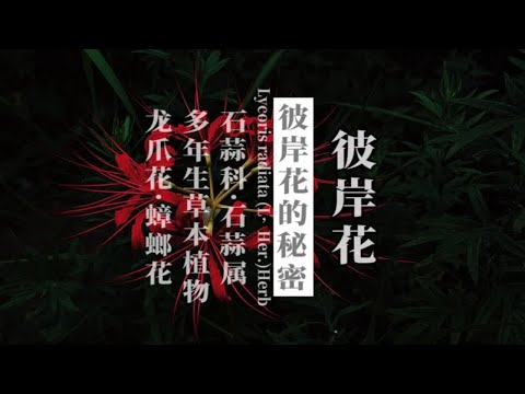 彼岸花葉