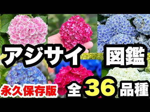 アジサイの育て方は？急速な成長と豪華な開花のための 5 つのプロの秘密  庭園