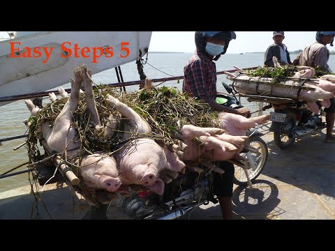 , title : 'The Best Pig Fattening Feed Recipe You Can Make in 5 Easy Steps  Making your Pigs Grow faster'