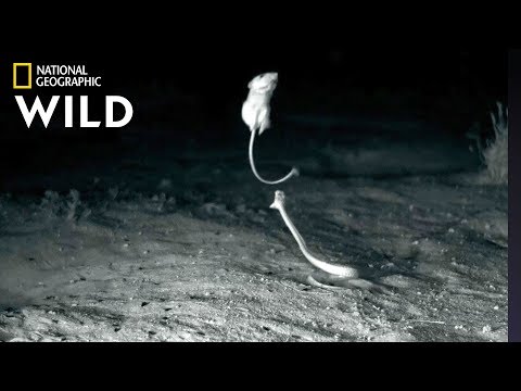'Ninja Rats’ Evade Rattlesnake Attacks | Nat Geo Wild