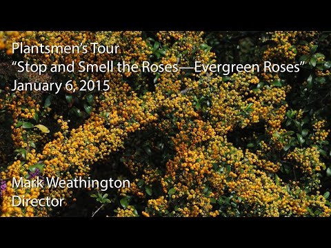 download lagu mp3 mp4 Are Carpet Roses Evergreen, download lagu Are Carpet Roses Evergreen gratis, unduh video klip Are Carpet Roses Evergreen