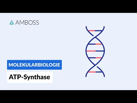 ATP synthase: Key protein of energy metabolism - Biochemistry - AMBOSS Video