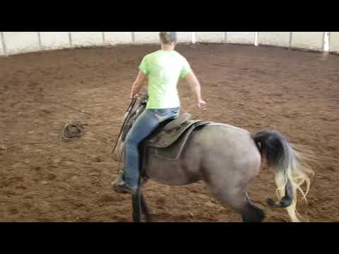 Fieryspirit aka Arya 3 year old Arabian mare