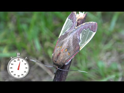 One-Minute Life Cycle: Bertholdia ockendeni from Peru - Tiger moth (Arctiinae)