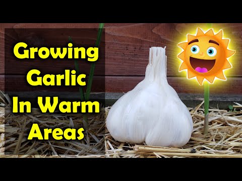 How To Grow Garlic Indoors Anytime Anywhere