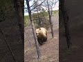 Grizzly bear hunts down wild horses! 🫣🐻  -  🎥 Viralhog