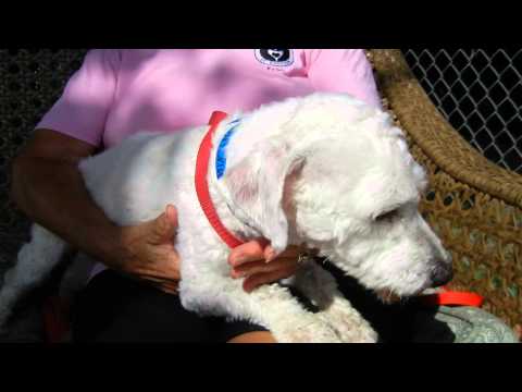 Manchu, an adopted Poodle in Houston, TX_image-1