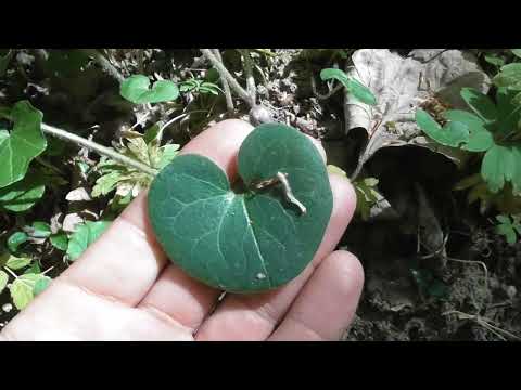 Asarum europaeum, asarabacca, European wild ginger, hazelwort, wild spikenard