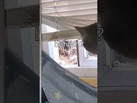 Die Dawgs bezahlen #lustig #witzig #funny #tiere #animals #meme #lachen #happy #2homiedawgs