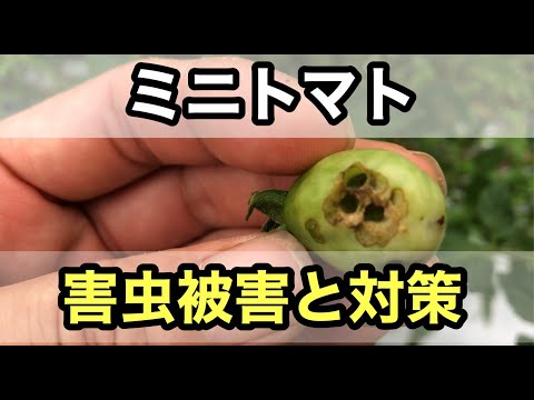 トマトの苗木を誰が食べるのでしょうか？最も一般的な4つの害虫とその対策方法  庭園