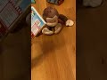 Universal Pictures Curious George 2006 DVD Review