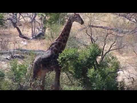 Djuma: Lone Giraffe - 11:50 - 09/02/19