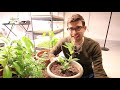 How to Grow Bay Leaves (Bay Laurel) - Complete Growing Guide How to Grow Bay Leaves (Bay Laurel) - Complete Growing Guide