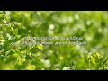 Sembaruthi Poove Sembaruthi Poove WhatsApp Status