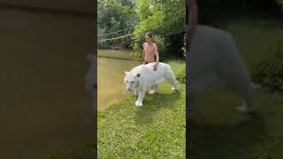 Download lagu tarzan raised with tigers - living with tigers: family share home with pet tigers -TM mp3 Download lagu tarzan raised with tigers - living with tigers: family share home with pet tigers -TM mp3