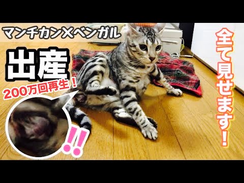 猫は飼い主の妊娠を感じますか?
