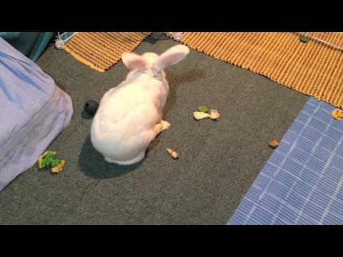 Pata conociendo su nueva jaula!!!!!!! Pata in his new house!