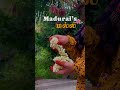 Madurai S மல்லி Reels Aesthetic Flower Malli Madurai Maduraimalli Aestheticvideos Mallipoo
