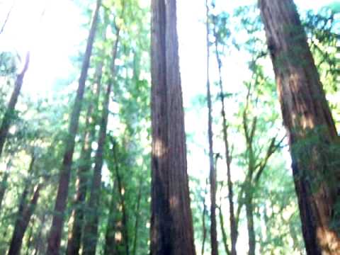 Short Video showing the sheer size of a redwood