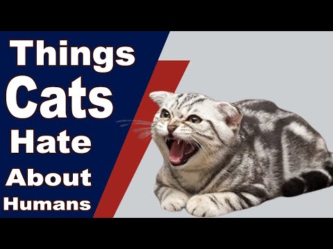 Top 10 Things Cats Hate About Humans