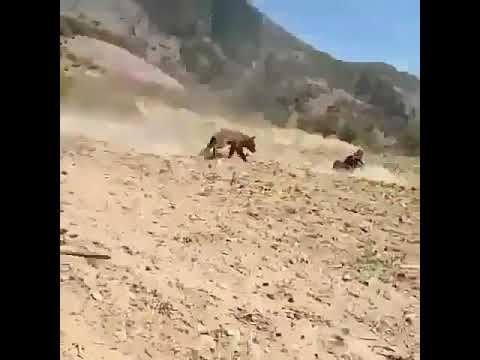 !Шок!Медведь чуть не убил человека!