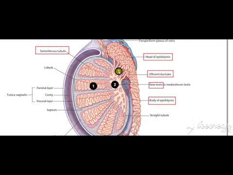 Male reproductive system