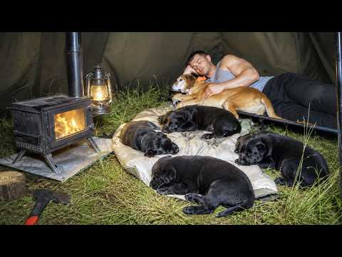 Hot Tent Camping in Heavy Rain with 4x Labrador Puppies – We Got Soaked