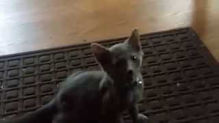 Baby Kittens welcome me home. Cutest thing ever.