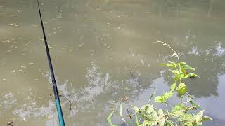 preview picture of video 'Mancing Ikan PATIN TERBESAR seasia TENGGARA'