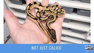 Not Just Calico, The Calico