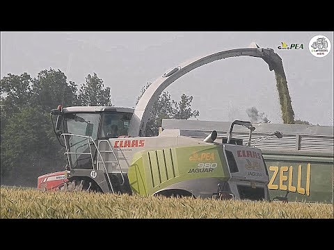 Claas Jaguar 980 Type 497 + Domai MPD 612 - Gruppo PEA - Wheat silage 2019