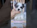 Morkie dogs for sale: Korean Merle Simea - Video 1