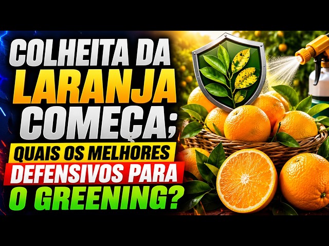 Colheita da laranja começa; quais os melhores defensivos para o greening?