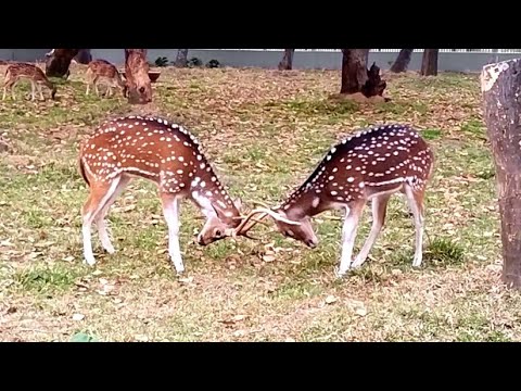 Beautiful Herd of Spotted Deer #deerpointsexplained