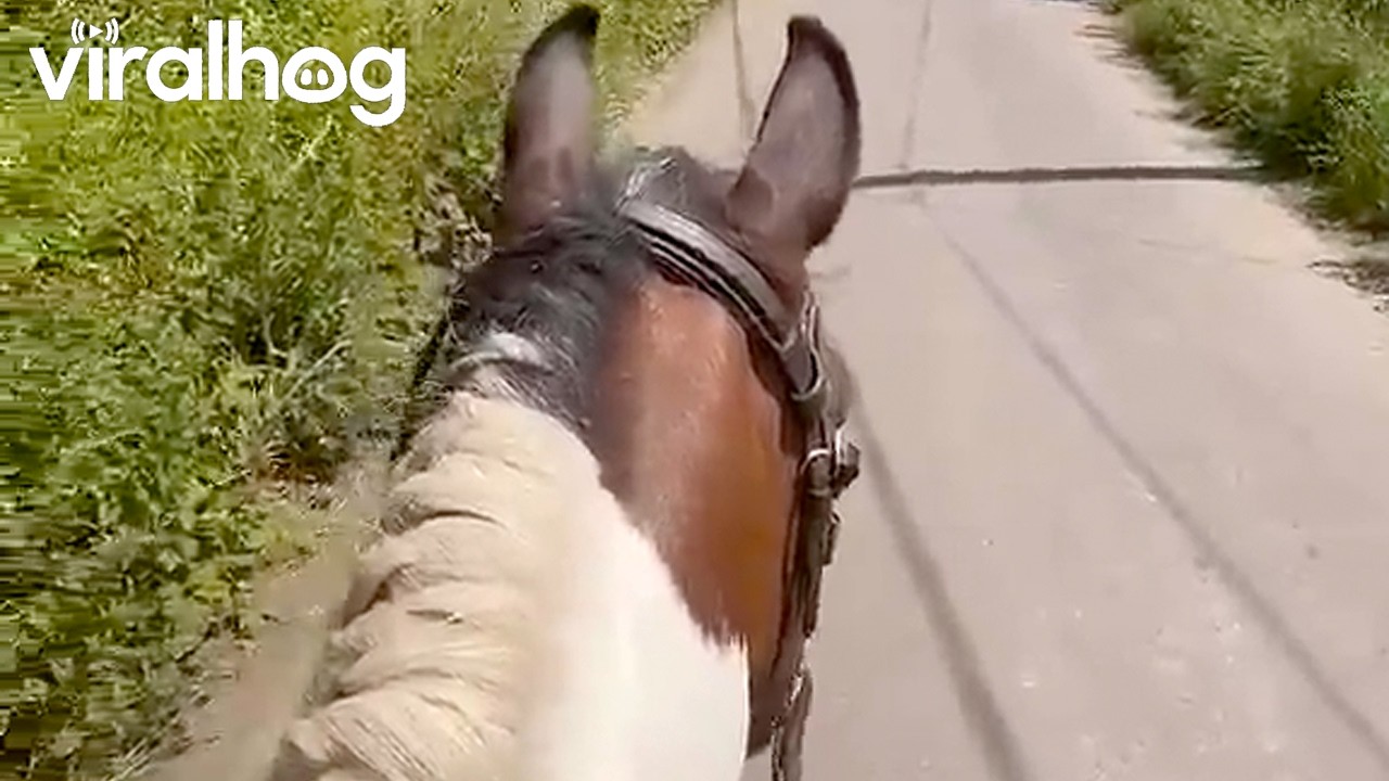 Horse Doesn't Trust That Bag || ViralHog