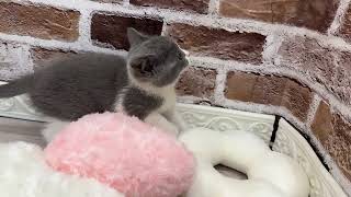 ブリティッシュショートヘアの動画01