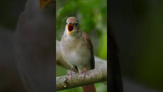 Download lagu Nyanyian Nightingale yang Gila dengan Senapan Mesin - Tanpa Jeda! mp3