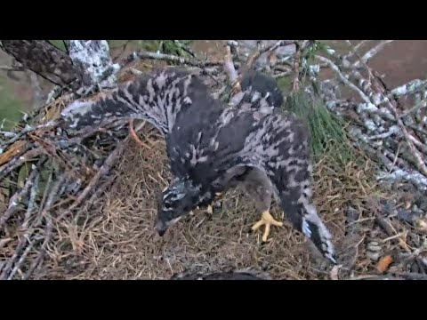 SWFL | E20 wing exercise | 07.02.2022