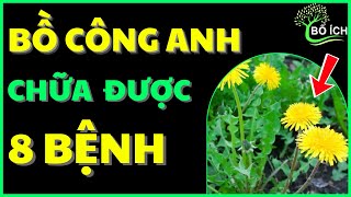 Tin Vui: 8 Lợi Ích Của Bồ Công Anh Chữa Được 8 Căn Bệnh Thường Gặp Nhất- kênh sức khoẻ bổ ích