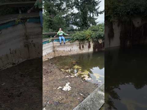 we cleaned our abandoned pool