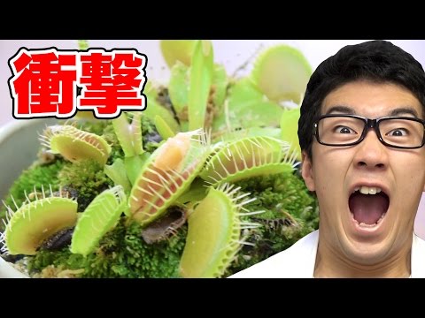 , title : '【実験】食虫植物に納豆や高級食材食べさせてみた！'