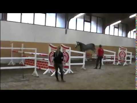 Cristallo II-Asca Z Stute